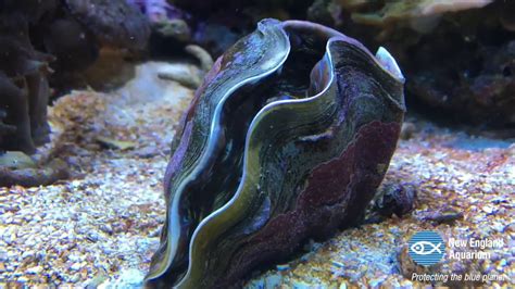 Clams Underwater