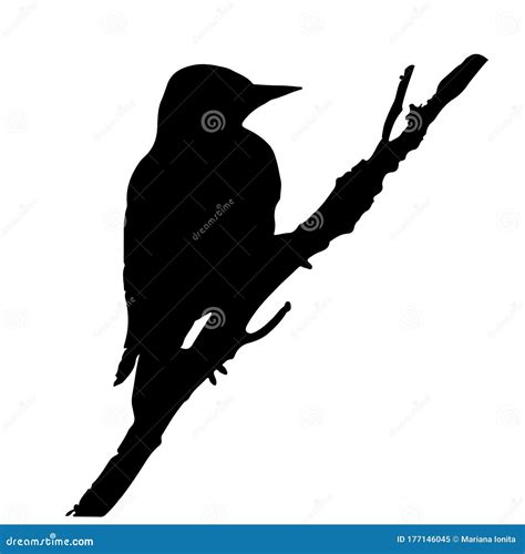 Woodpecker Silhouette Isolated On White Background Stock Vector