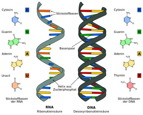 5 mythen zum neuem vakzin im check. Aufbau, Organisation und verschiedene Arten der DNA