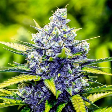 Blue Cheese Divine Seeds Cannabis Strain Info