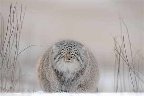 🔥 The Adorable And Elusive Pallass Cat Is Not Much Bigger Than A