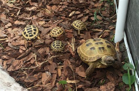 They are particularly distinguished from other turtles by being exclusively. Russian Tortoise Food | Favorite & Disliked Food, Vegetables