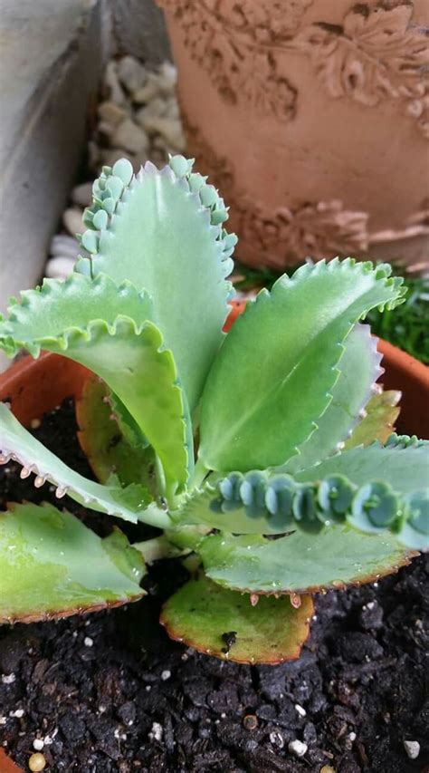 Learn which ones to avoid to keep your pets safe. 15 Poisonous Succulents For Cats - | Succulents, Growing ...