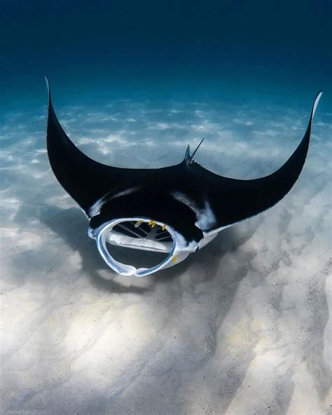 A Manta Ray Swims Through The Ocean Floor With Its Head Above The Water