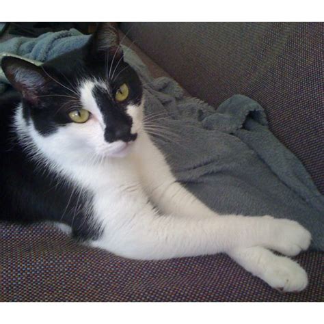 A Black And White Cat Laying On Top Of A Couch Next To A Gray Blanket