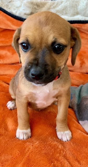 Betty Small Female Chihuahua X Staffy Mix Dog In Nsw Petrescue