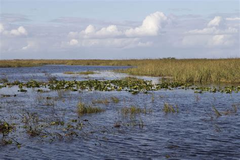 Usa Exploring The Everglades Shark Valley Wildlife By