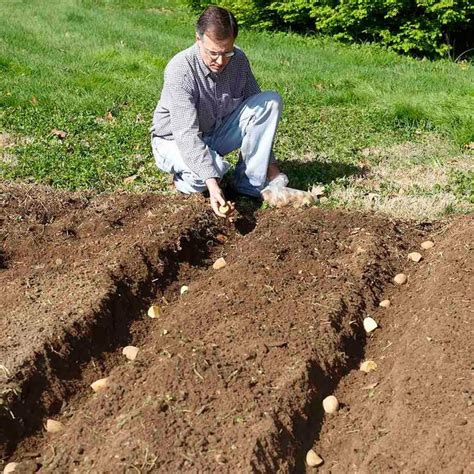 Potato planting is done using small pieces of mature seed potato tubers, during the cool season when the soil is above freezing and in time to before temperatures while less common than other vegetable crops, rutabagas make a wonderful addition to any backyard garden. Good Housekeeping | Hearst | Planting potatoes, Growing ...