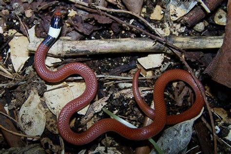 Mato Grosso Burrowing Snake Phalotris Matogrossensis Fauna Paraguay