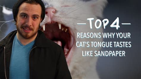 Top 4 Reasons Why Your Cats Tongue Tastes Like Sandpaper Youtube
