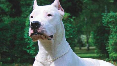 Dogo Argentino Arjantin Bakımı Beslenmesi Ve En Önemli 15 Özelliği