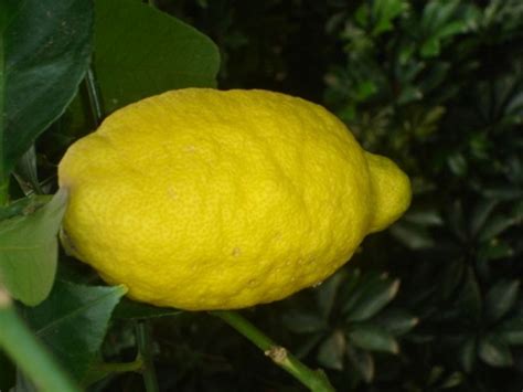 Fruit Trees Lemon