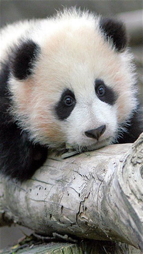 Free Download Wallpaper Backgrounds Pinterest Baby Panda Bears Baby