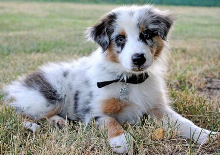 Buy, sell, adopt or place ads for free! Cute Australian Shepherd Puppies - WeNeedFun