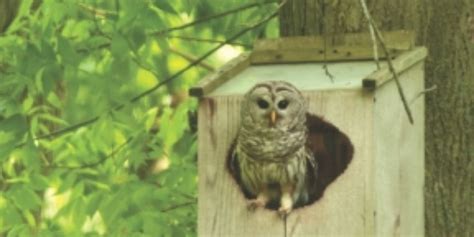 12 Fun Facts About Barred Owls