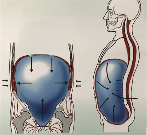 Urogenital Diaphragm Vs Pelvic Diaphragm