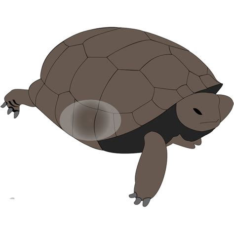 Download Turtle Penguin PNG, SVG Clip art for Web - Download Clip ...