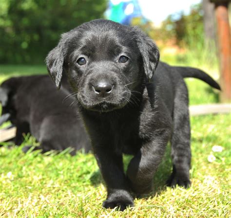 English akc yellow, chocolate and black labrador puppies, champion show/hunt lines, all of our dogs have been ofa/pra/cnm/eic/dm/hnpk tested. Black Lab Puppies Dog Quotes. QuotesGram