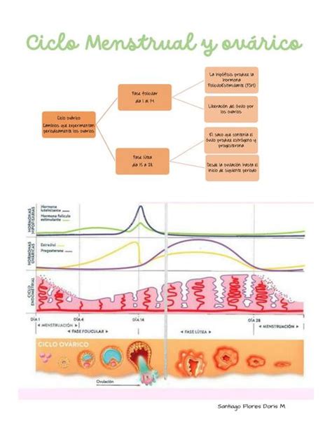 Ciclo Ovárico y Menstrual Doritza SantFlor uDocz