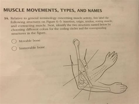 Get Answer Muscle Movements Types And Names 14 Relative To