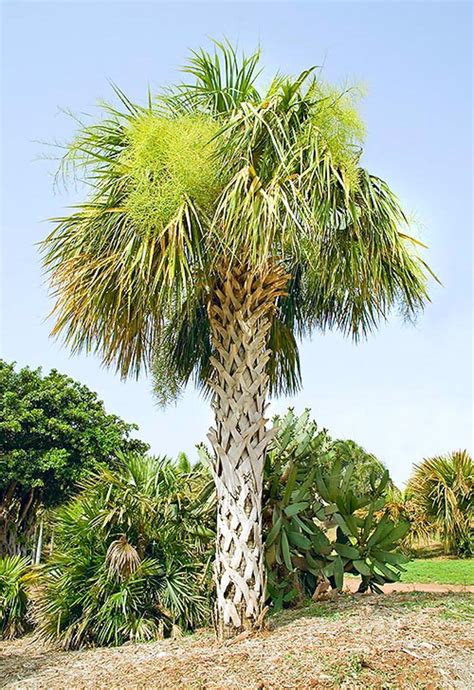 Sabal Palmetto Acacia Llc