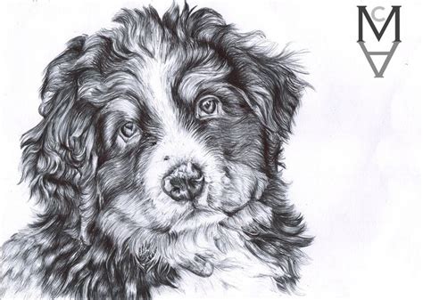 Bernese Mountain Dog Puppy Drawn With Black Biro Pen Pet Portrait