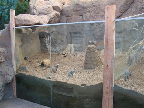 Deserts Meerkat Exhibit Zoochat