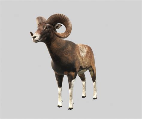 Mouflon Ram羊3d模型 Turbosquid 1042115