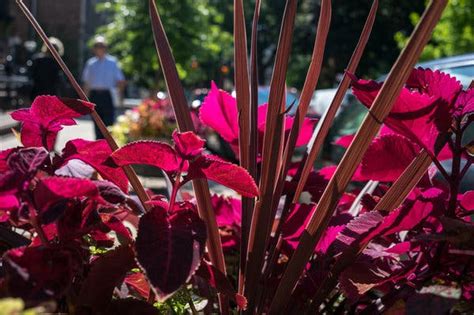 Champion Of Gardens In New York Savors A Lush Victory Lap The New