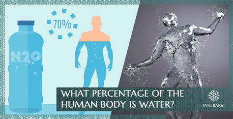 What Percentage Of The Human Body Is Water Svalbarði Polar Iceberg Water