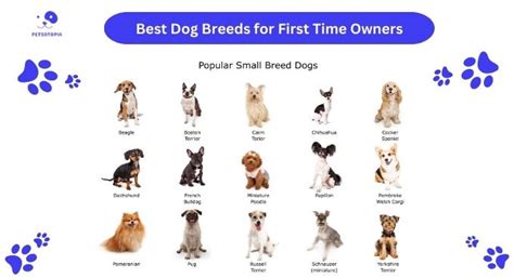 10 Best Dog Breeds For First Time Owners Pick The Right One