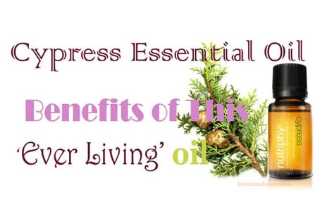 15 Easy Ways To Use Cypress Essential Oil As A Home Remedy For Health