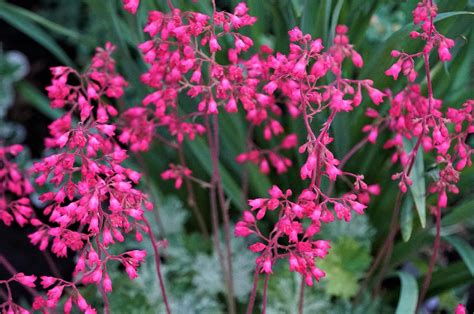 Pink Coral Bells Photograph By Maria Faria Rodrigues