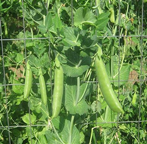 30 Sugar Snap Pea Seeds For Planting Heirloom Non Gmo 7