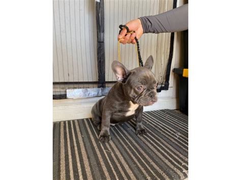 Akc Blue Male French Bulldog Puppy For Sale Sacramento Puppies For