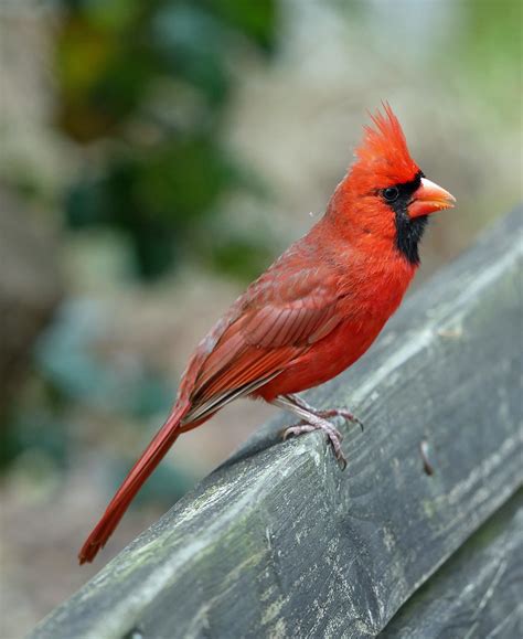 Northern Cardinal 2 Northern Cardinal Cardinalis