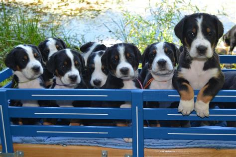 Majestic Woods Swissies Greater Swiss Mountain Dog Puppies For Sale