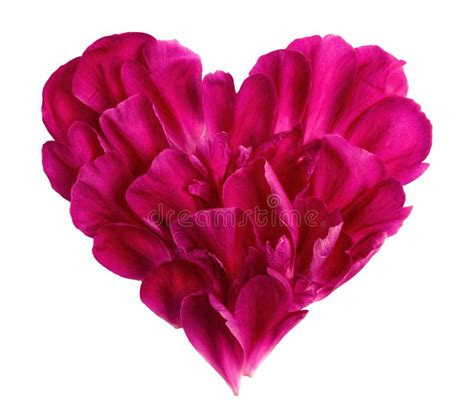 Flower Heart Stock Image Image Of Loveheart Love Symbol 25277849
