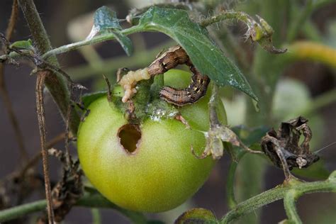 10 Tomato Pests That Will Destroy Your Tomato Plants Tomato Bible