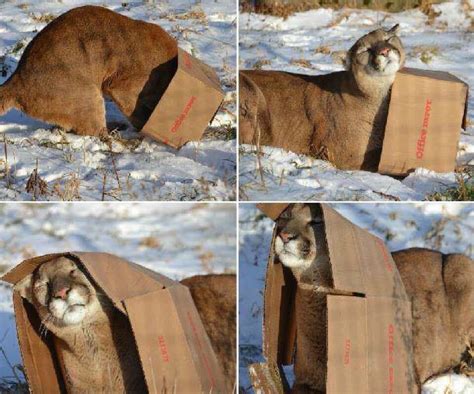 All Cats Love Cardboard Boxes Rthecattrapisworking