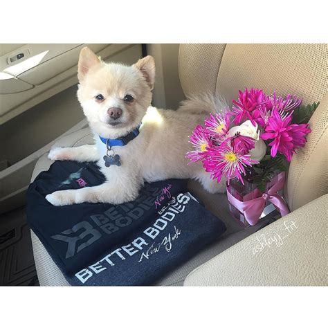 Explore the benefits a self service dog washing system can give your customers and your get professional dog grooming services in henderson, nv at the soggy dog. https://www.instagram.com/p/BFxEU3osLR4/ mrbentley #pomeranian #pomstagram #dog #pup #puppylove ...