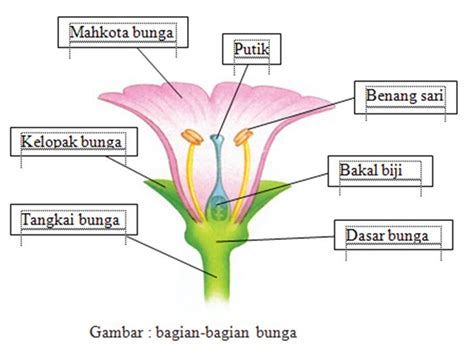 Willkommen Struktur Dan Fungsi Bunga