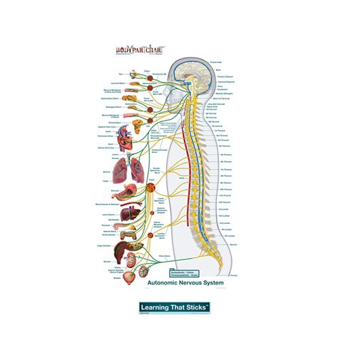 The nervous system performs many different tasks and enables the human being, for instance, to smell or speak. Autonomic Nervous System Lateral - Labeled Decal | Shop Fathead Anatomical Images Graphics