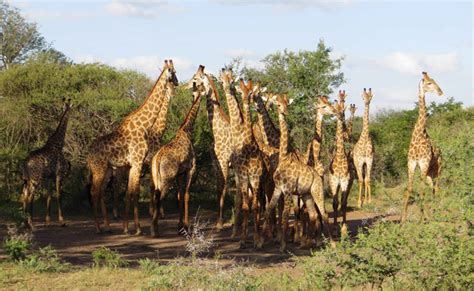 Giraffe Limpopo Lipadi Africa Geographic