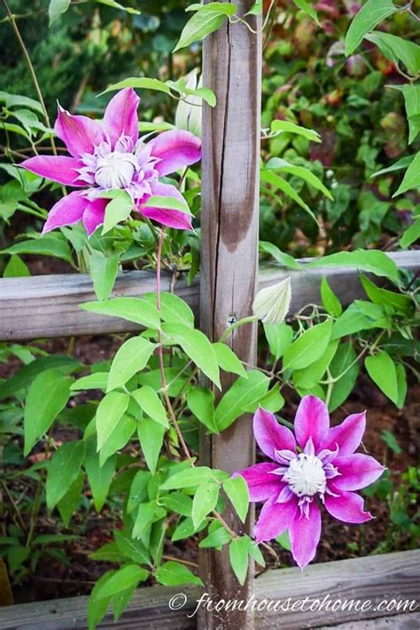 Clematis Care The Ultimate Guide To Growing And Pruning Clematis