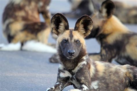 Painted Wolves African Wild Dogs Released After Rescue Link