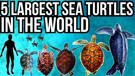 5 Largest Sea Turtles In The World Youtube