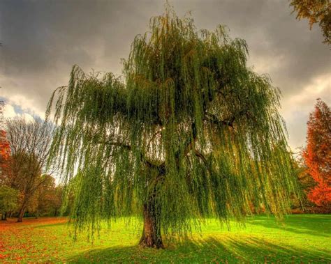 Weeping Willow Tree Landscape Hot Sex Picture