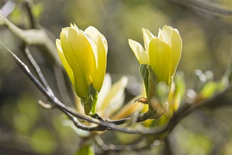 How To Prune A Magnolia Tree Easy Steps To Follow