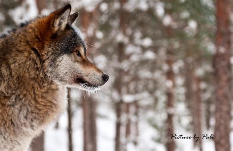 Wolf In Profile By Picturebypali On Deviantart